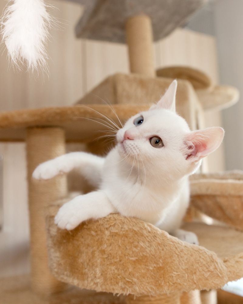 Playful young white unicolored cat looking at feather