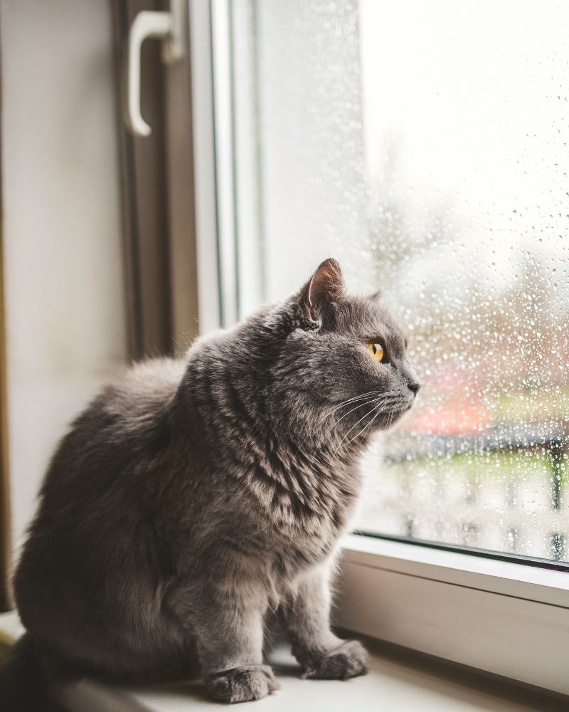 a fat cat sitting by a window