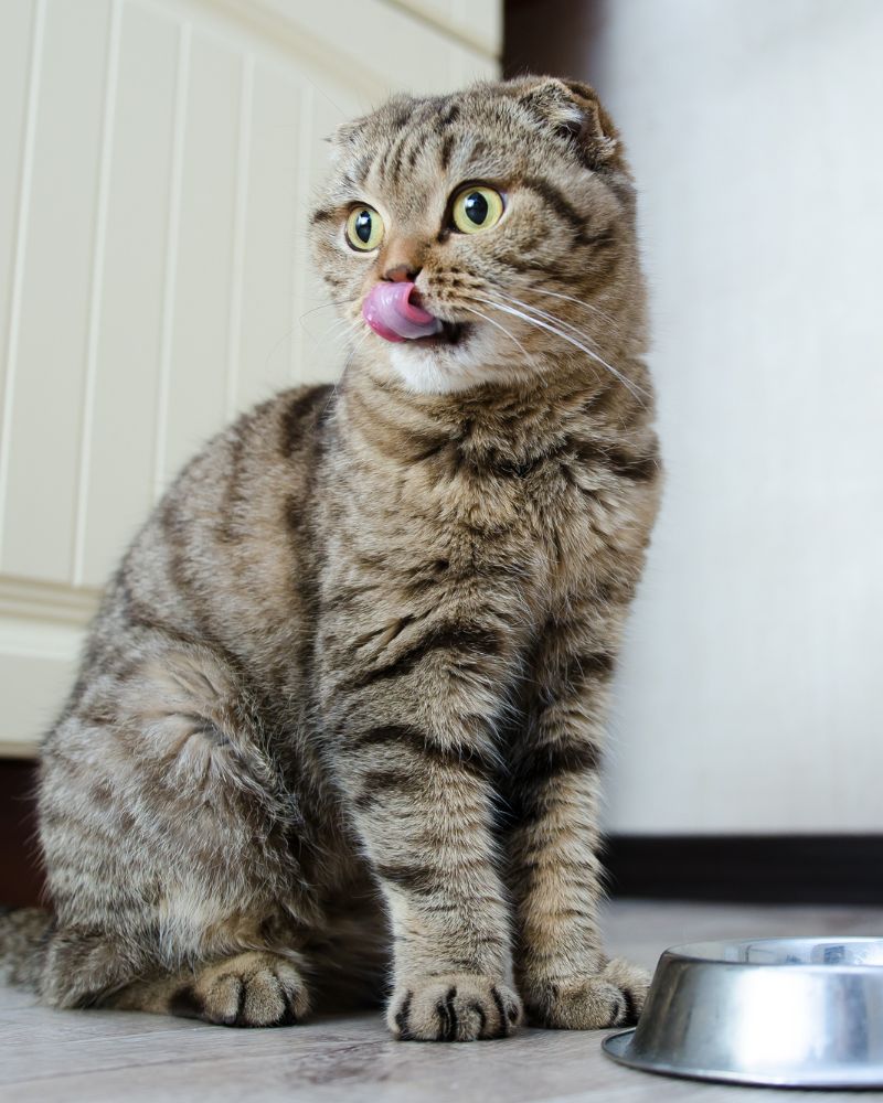 cat licking its lips after eating